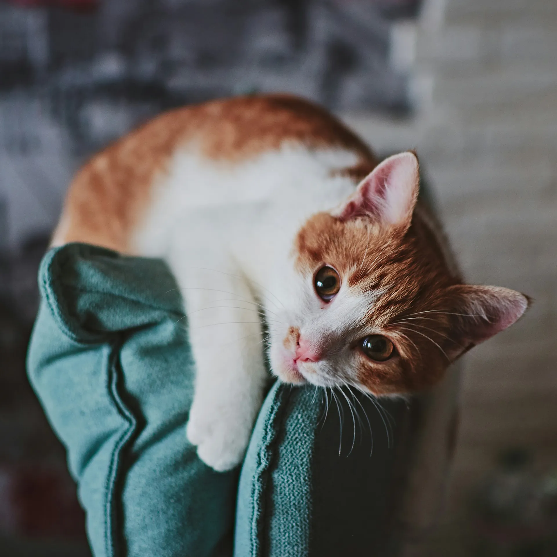 Mend Veterinary Rehabilitation Vet referrals